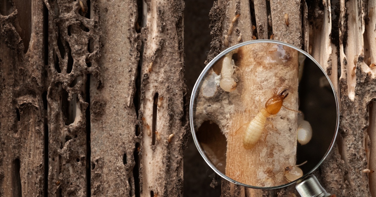 A magnifying glass held over a section of rotted dark brown wood, exposing several feasting termites.