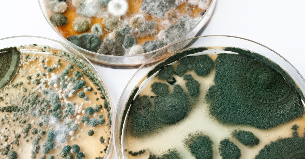 A close-up of three petri dishes on a white background, each covered in fuzzy green and white mold.